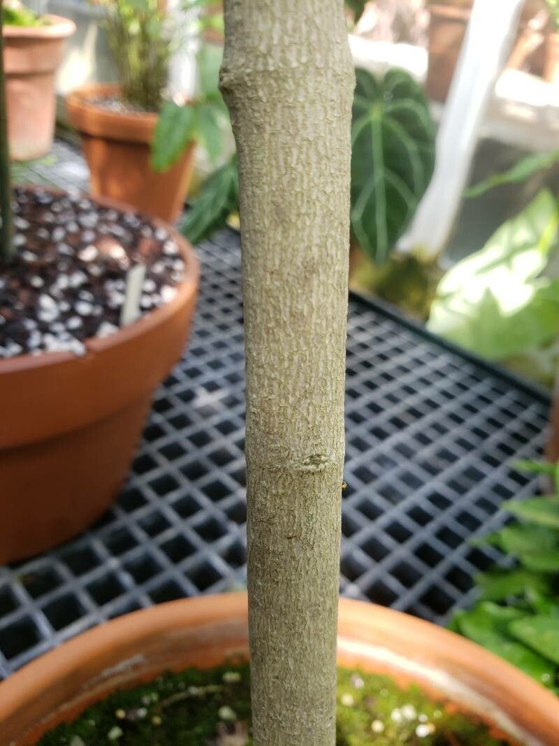 Holmskioldia sanguinea bark