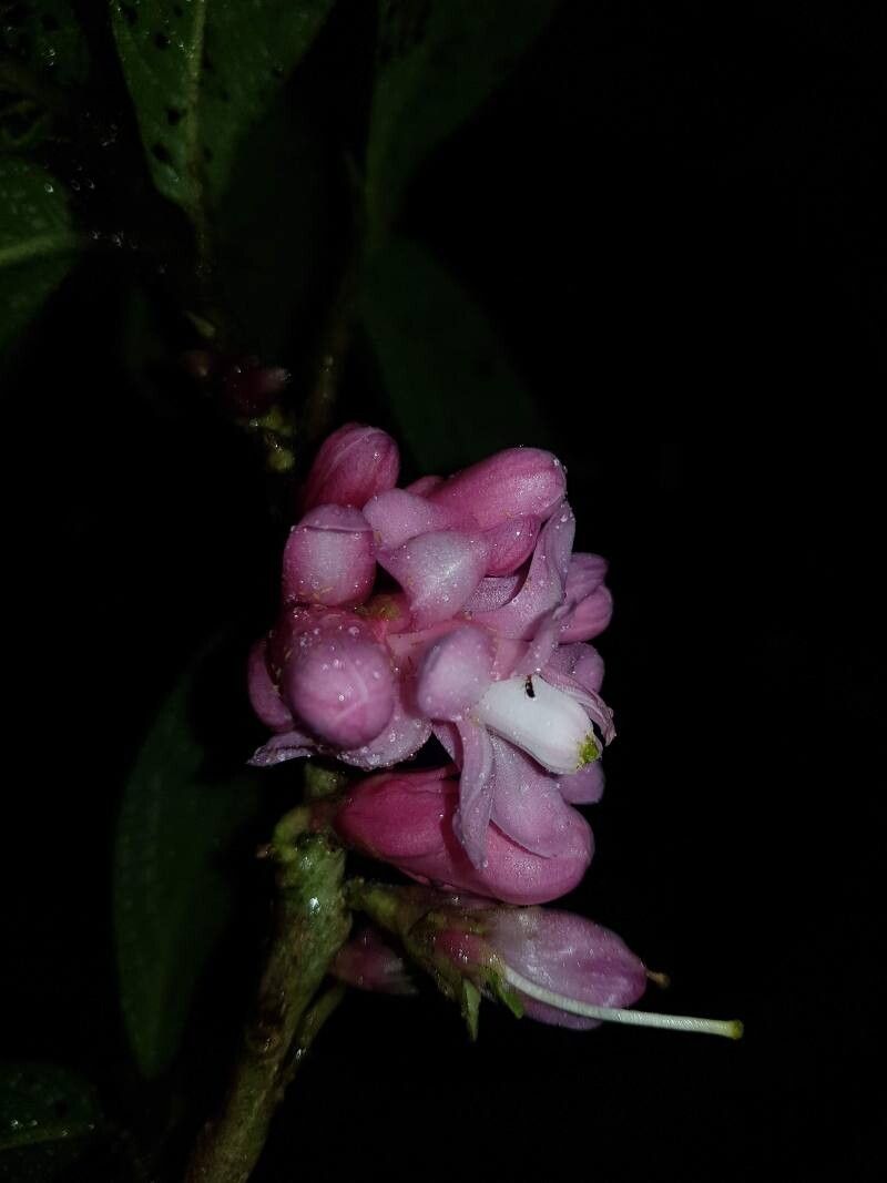 Symplocos povedae flower