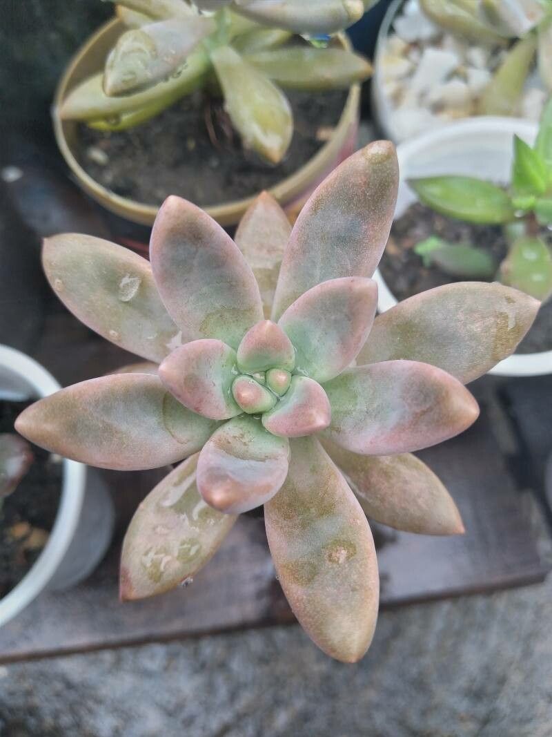 Graptopetalum pachyphyllum — search result for 'Graptopetalum'