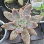 Graptopetalum pachyphyllum