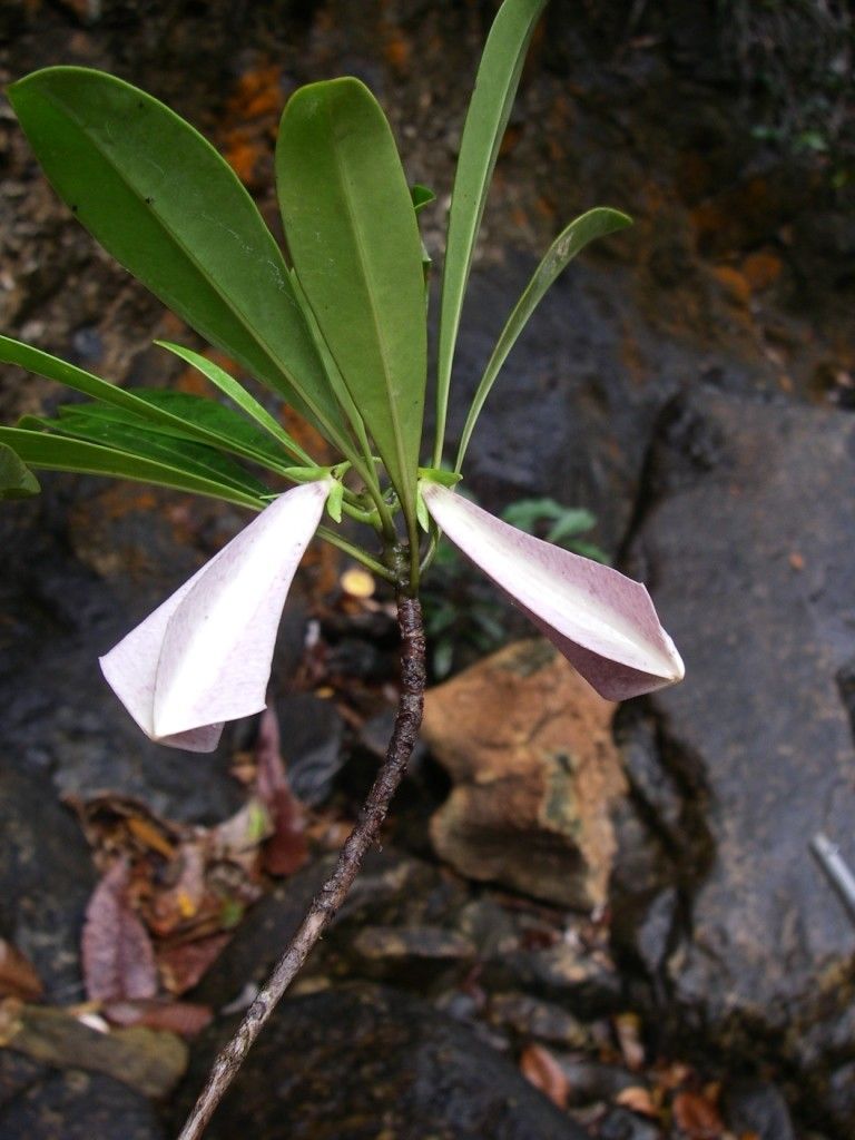 Thiollierea dagostinii habit