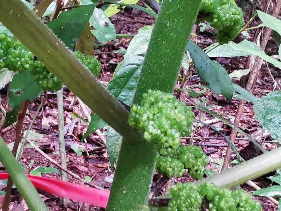 Dendrocnide moroidea flower