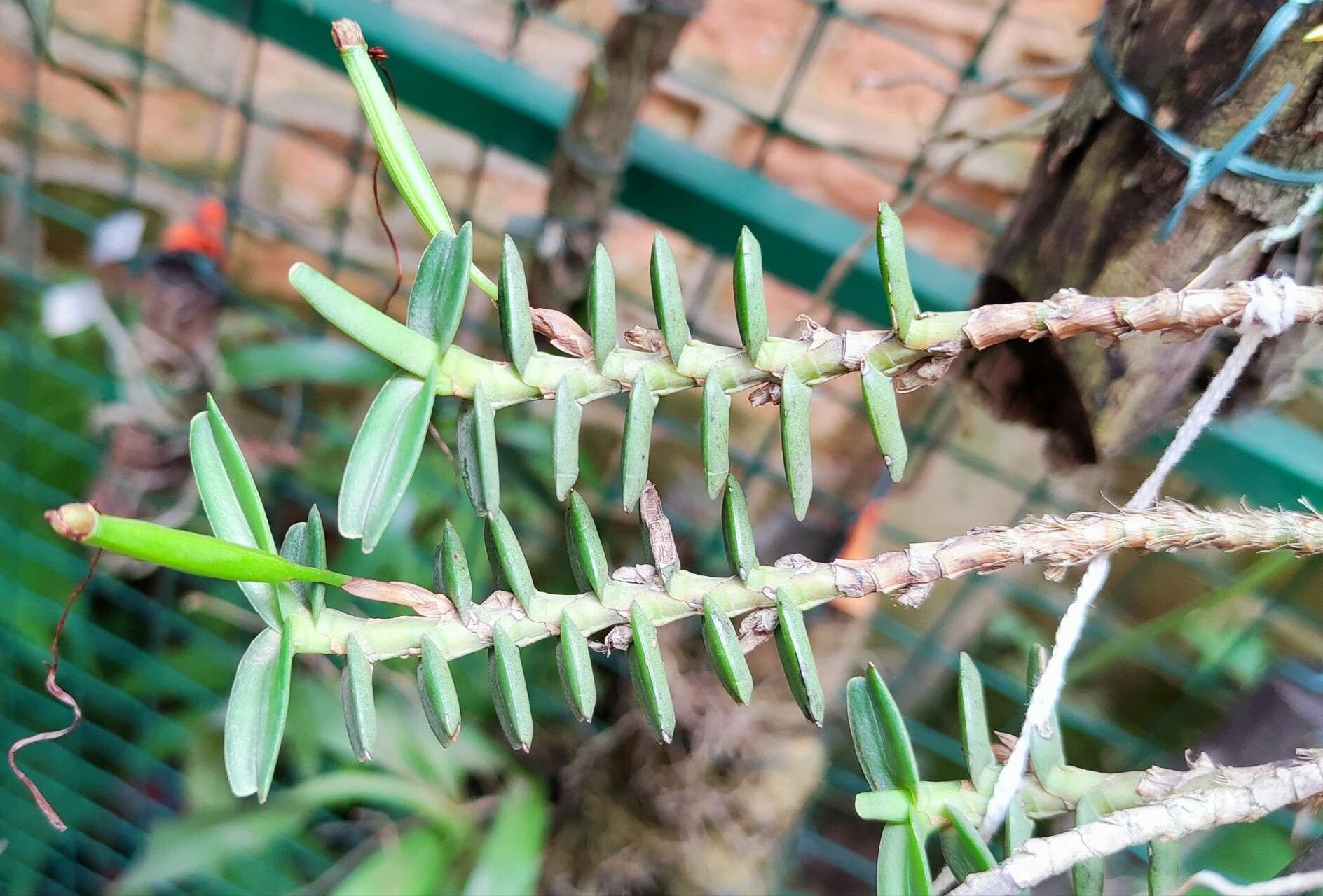 Jumellea brevifolia habit