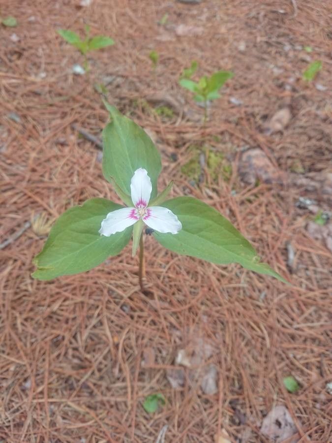 Trillium undulatum — search result for 'Trillium'