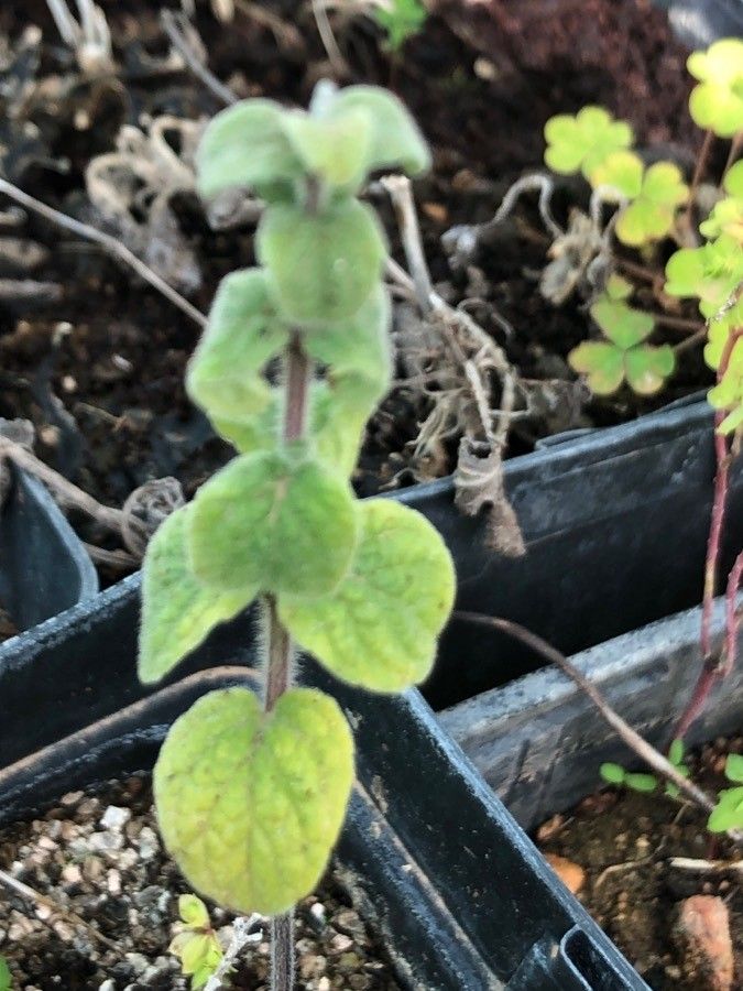 Origanum syriacum leaf