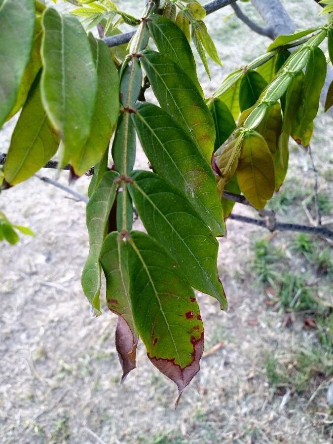 Inga uraguensis leaf