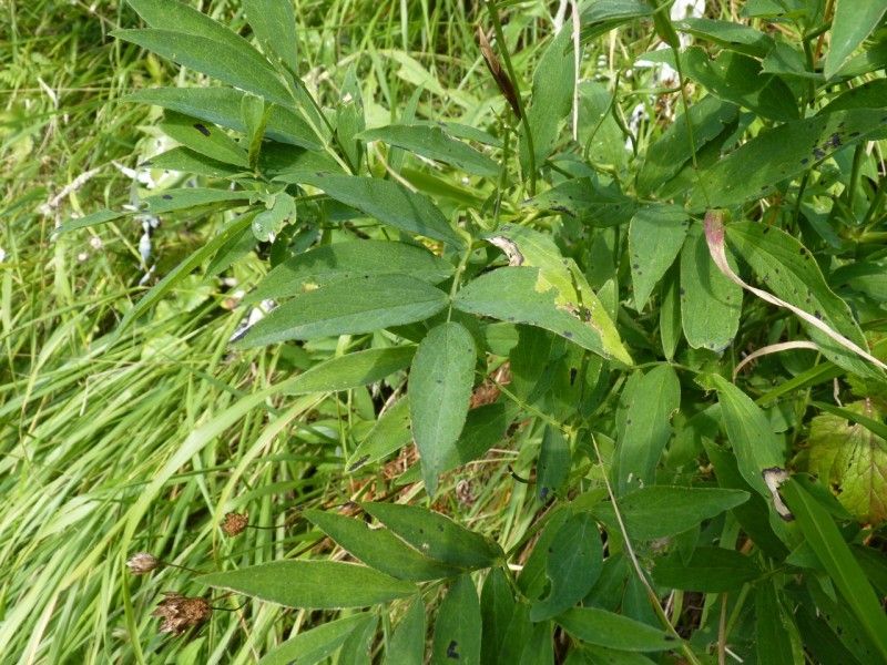 Lathyrus vivantii leaf