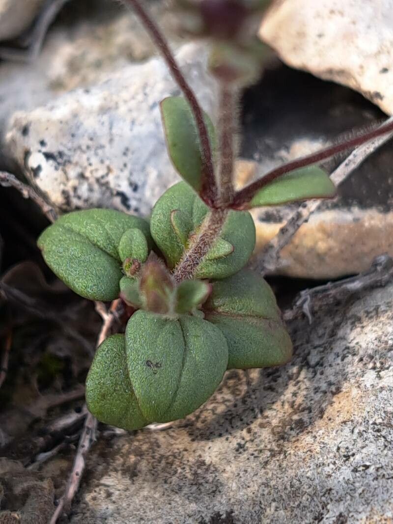 Chaenorhinum rubrifolium leaf