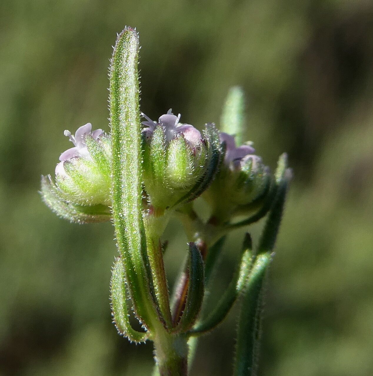 Valerianella eriocarpa flower