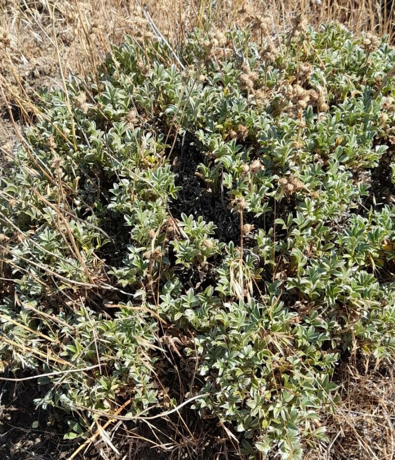 Acaena integerrima habit