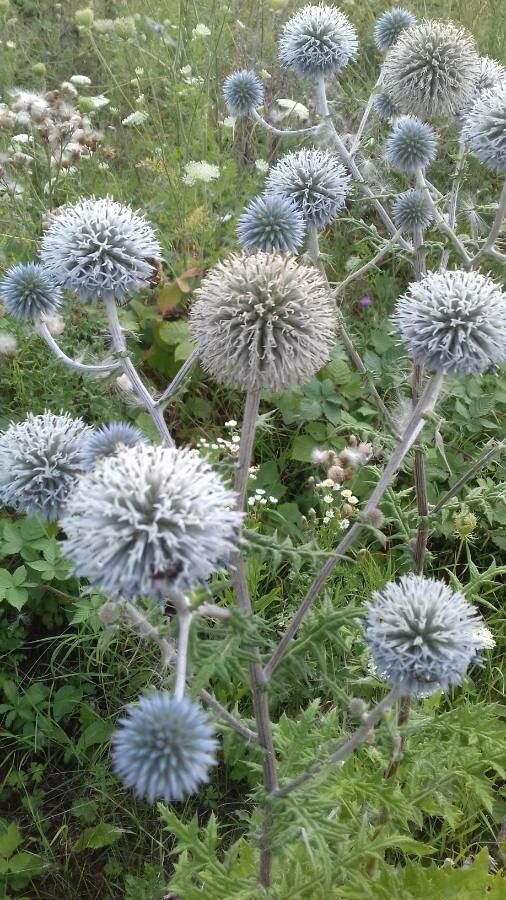 Echinops sphaerocephalus flower