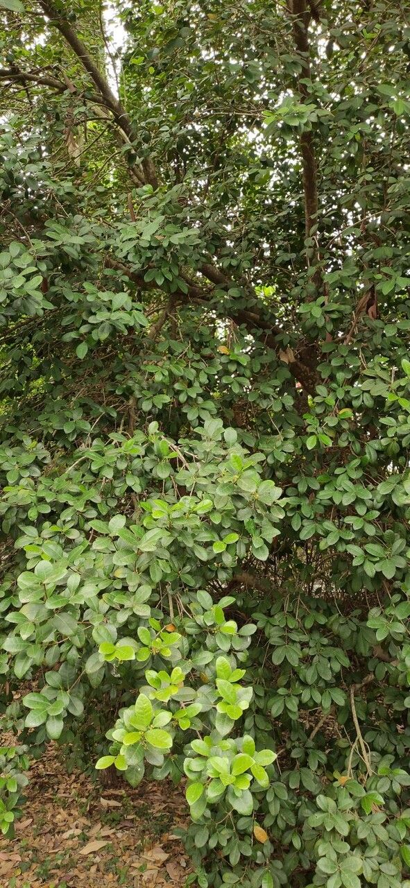 Cassine crocea habit