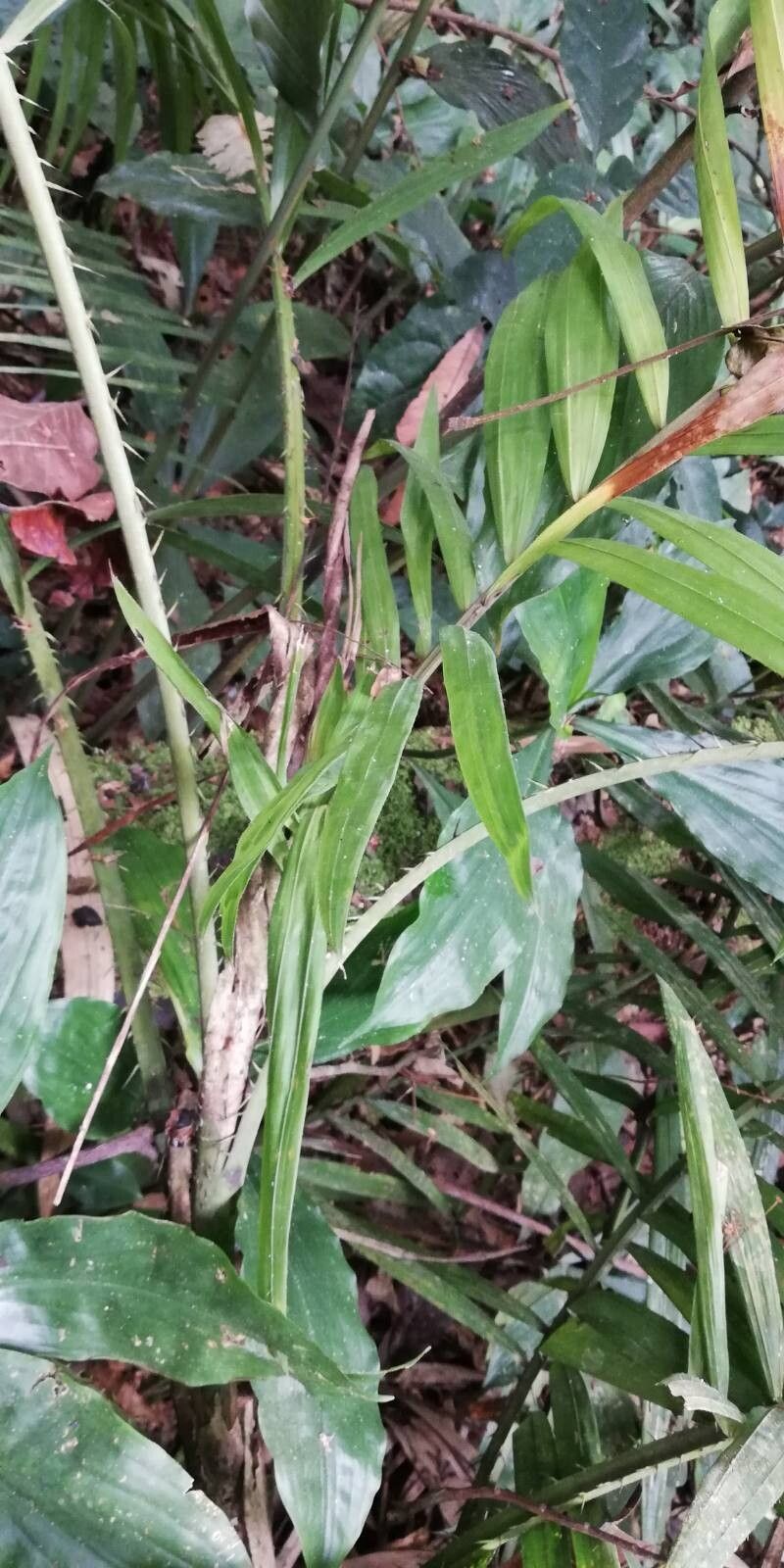 Laccosperma secundiflorum leaf