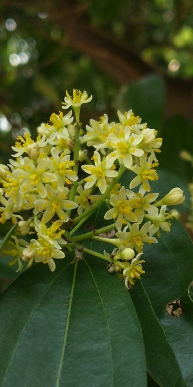 Cinnamomum tenuifolium flower