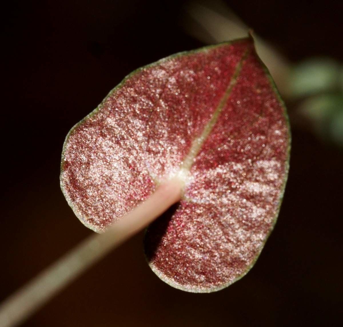 Acianthus veillonis — houseplant care guide