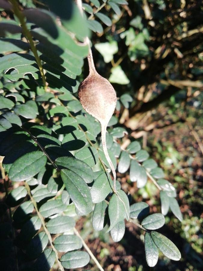 Sophora microphylla fruit
