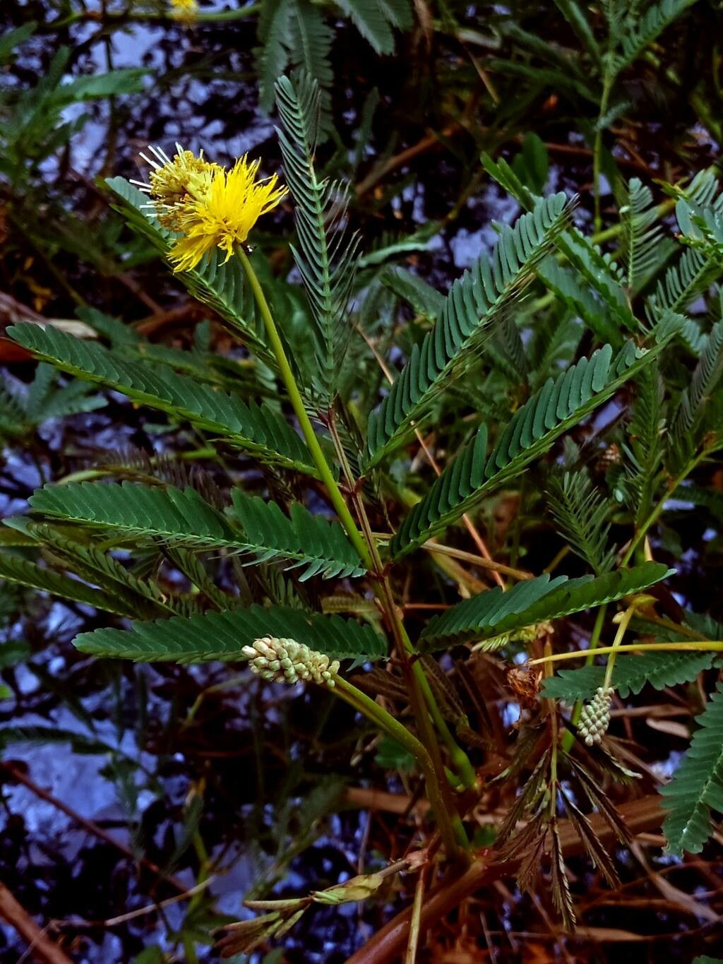 Neptunia plena — houseplant care guide