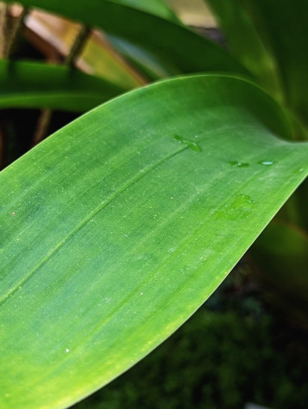 Tillandsia australis leaf