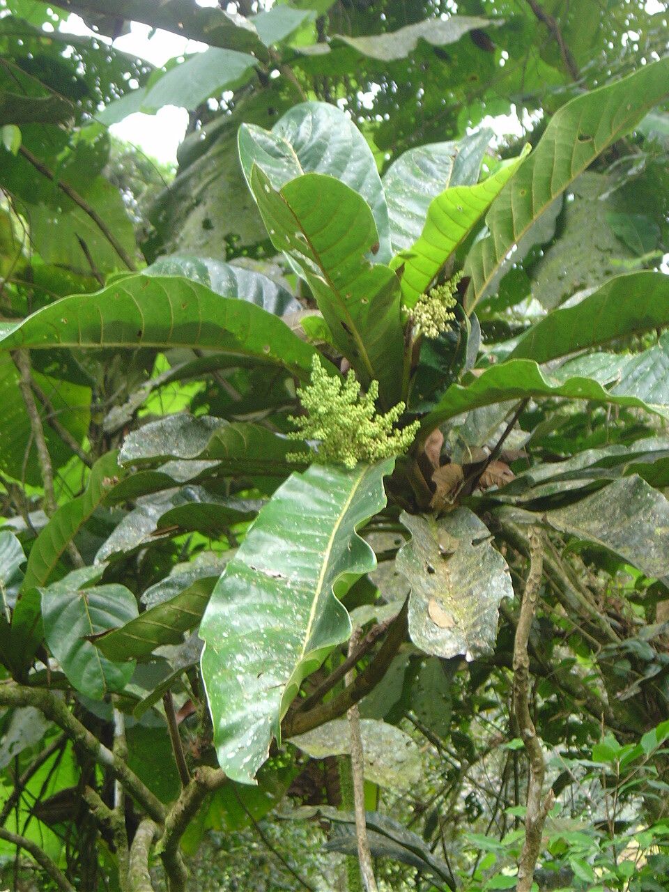 Meliosma itatiaiae — houseplant care guide