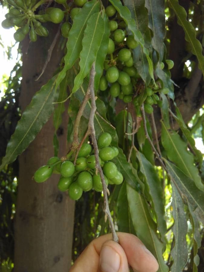 Polyalthia longifolia fruit