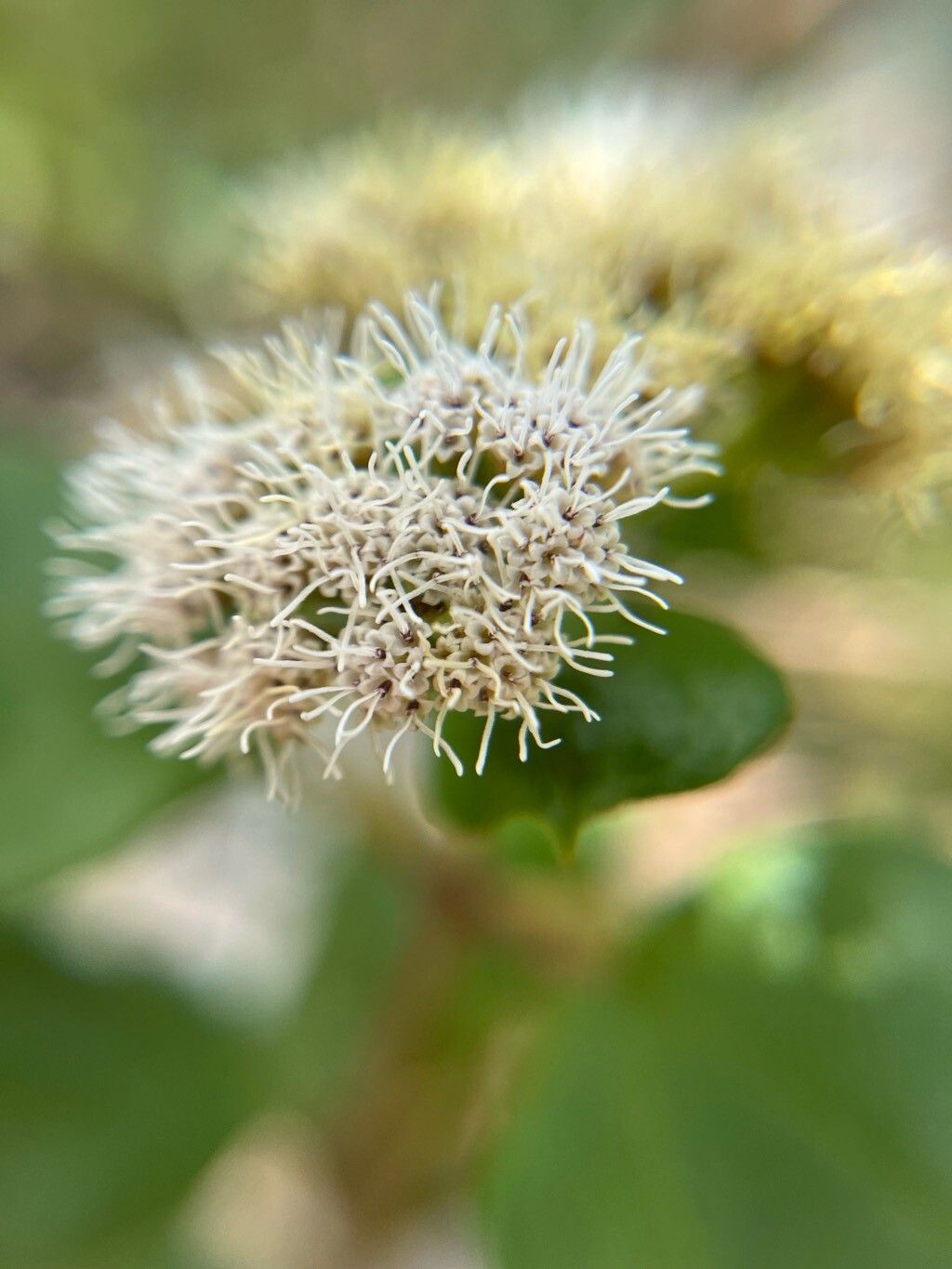 Koanophyllon villosum flower