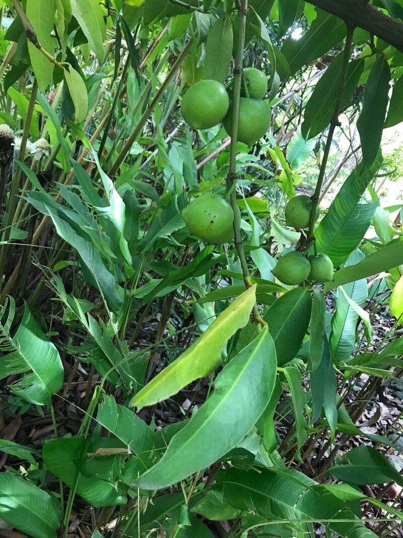 Garcinia xishuanbannaensis fruit