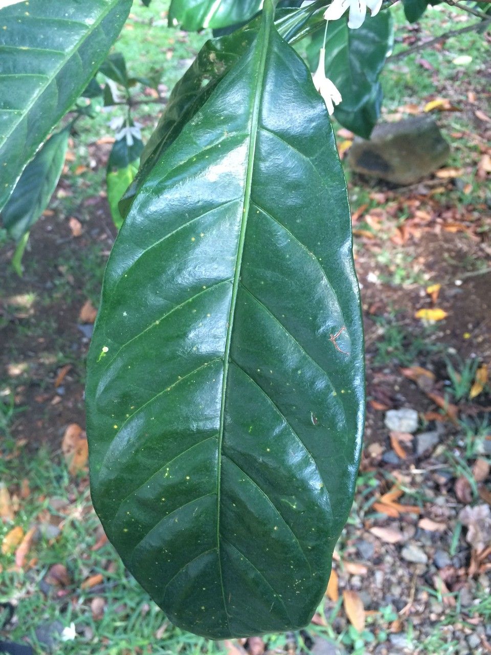 Coffea liberica leaf