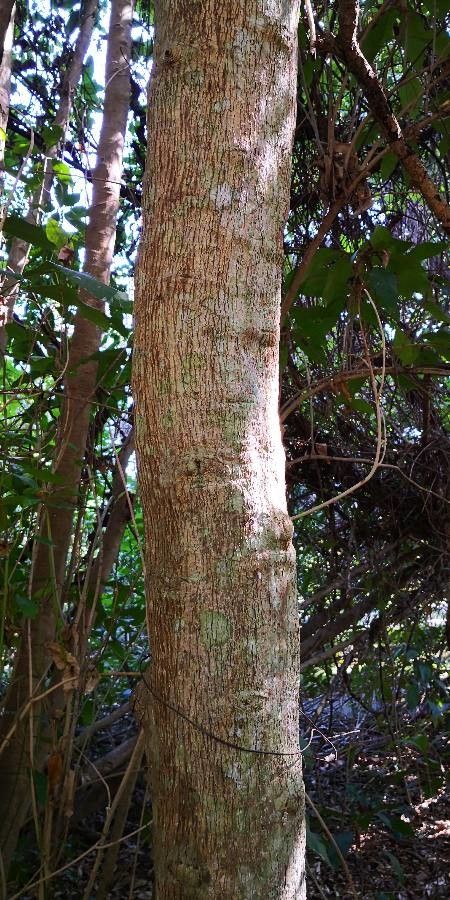 Croton laevigatus bark