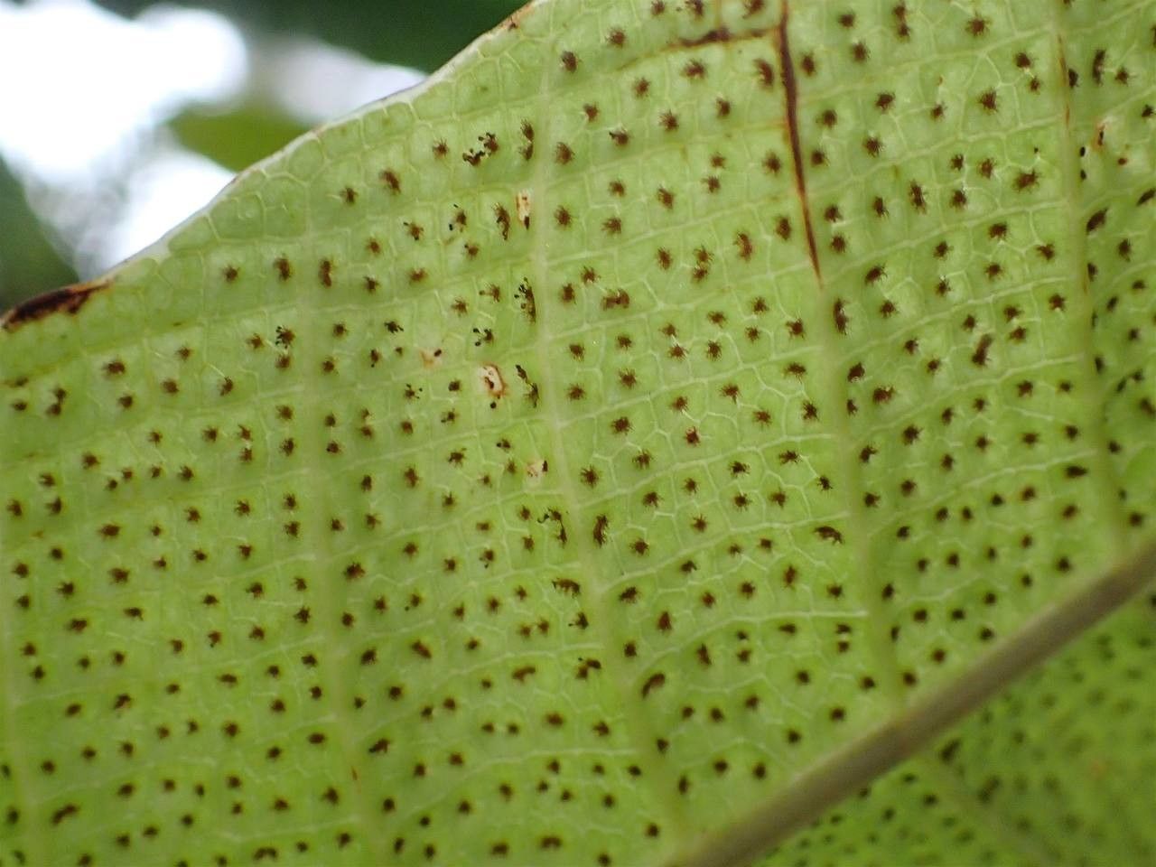 Drynaria heracleum fruit