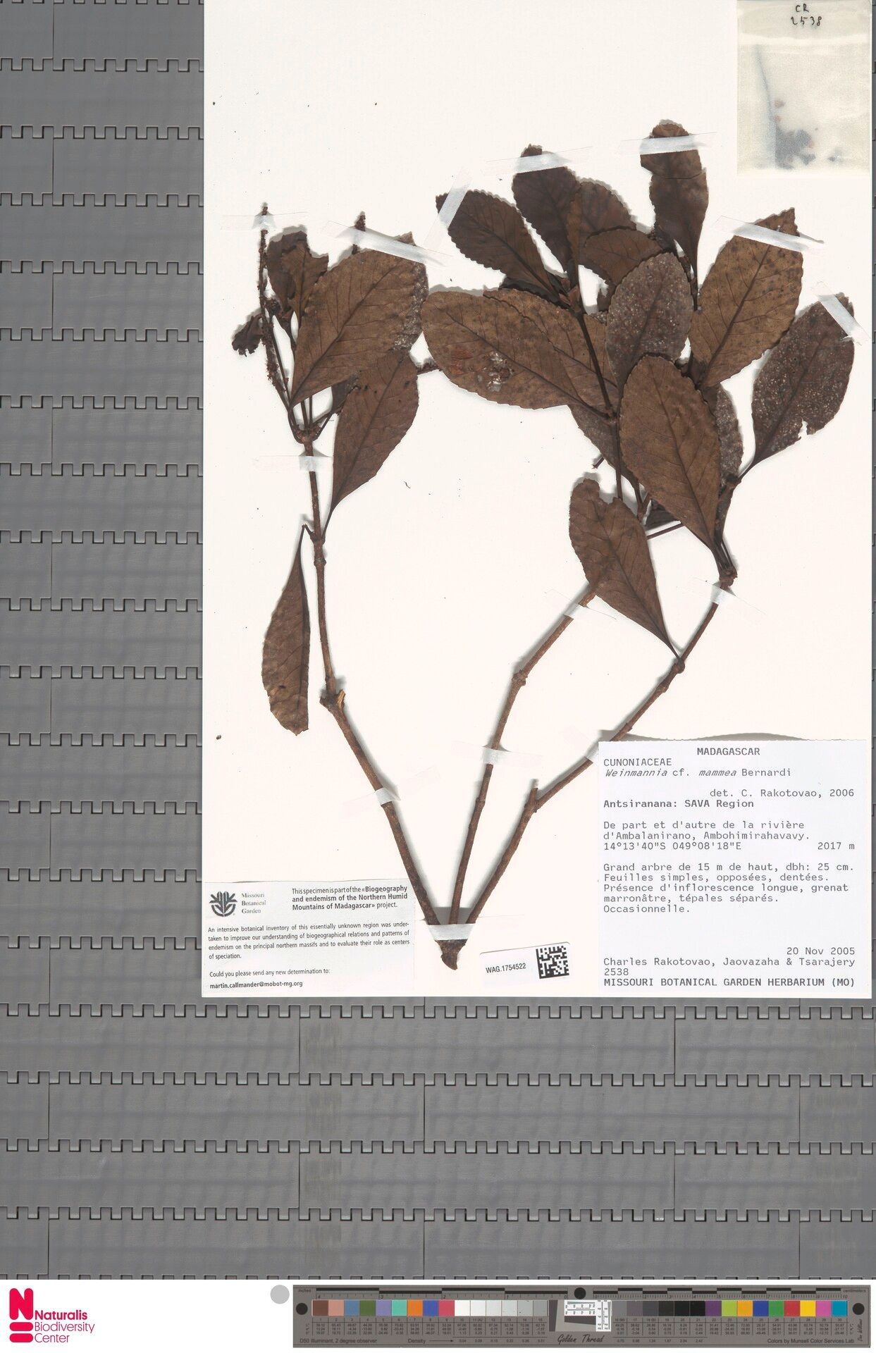 Pterophylla mammea — search result for 'Mammea'