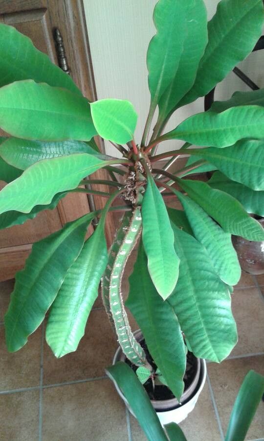 Euphorbia lophogona bark