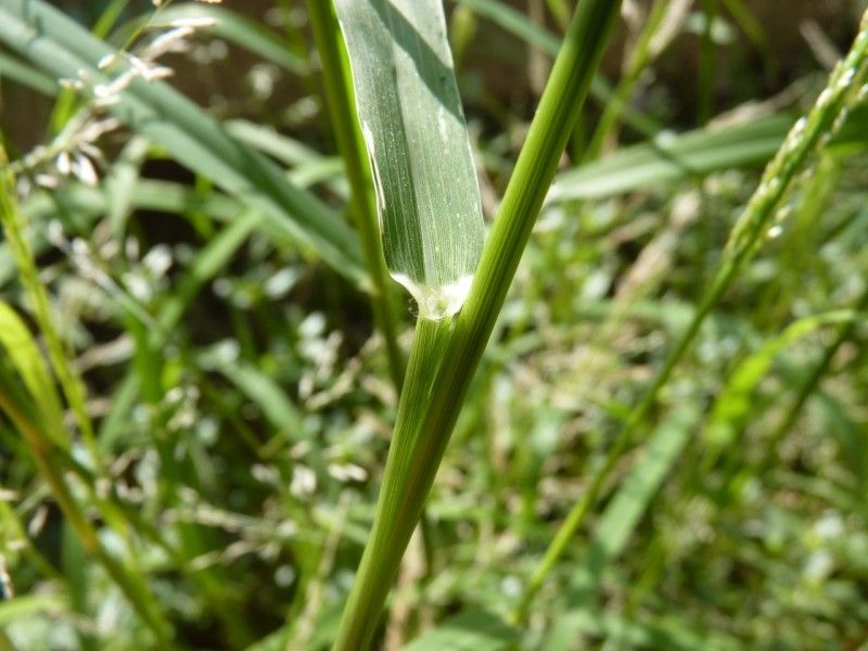 Eragrostis virescens bark