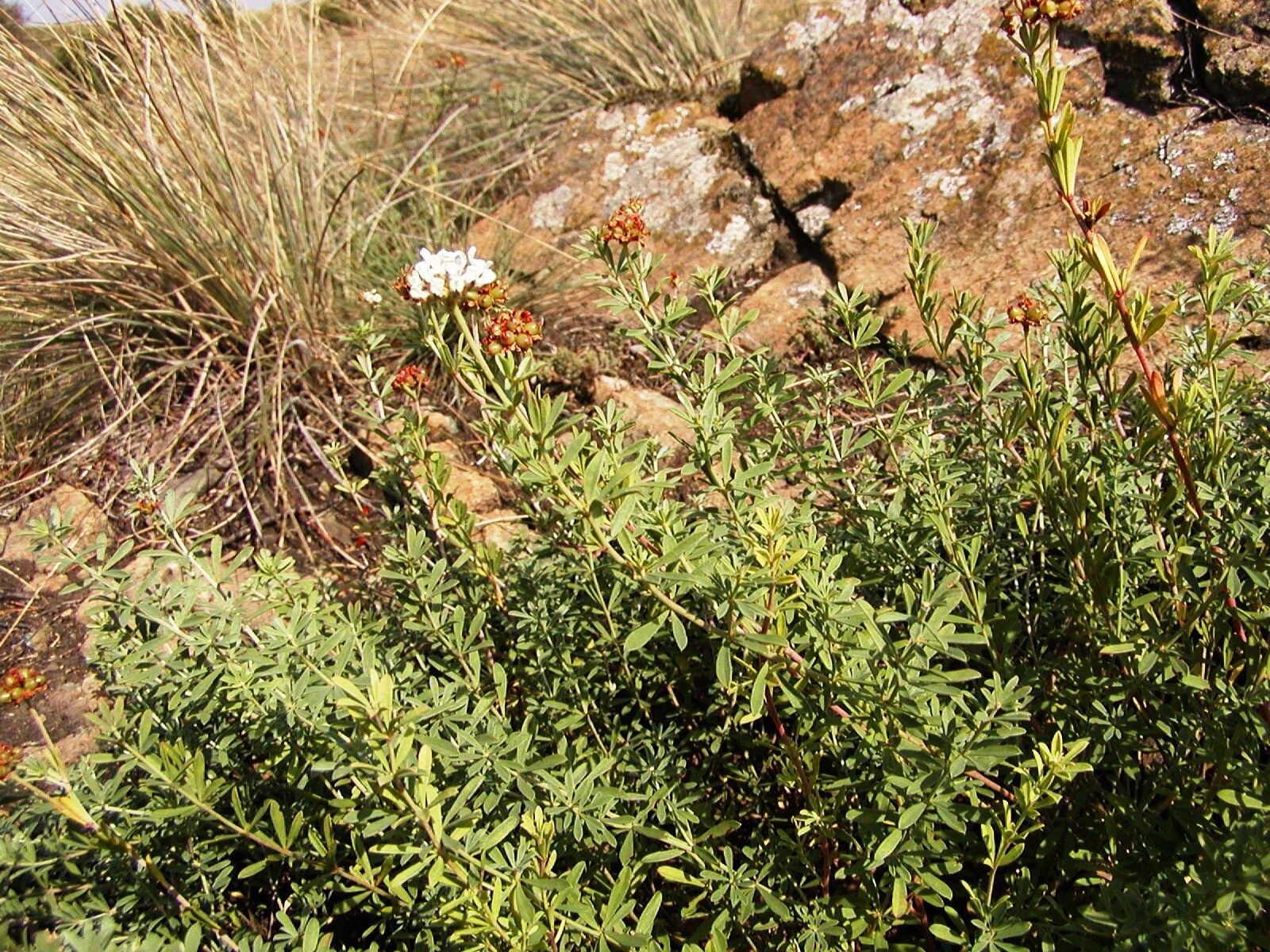 Lotus germanicus flower