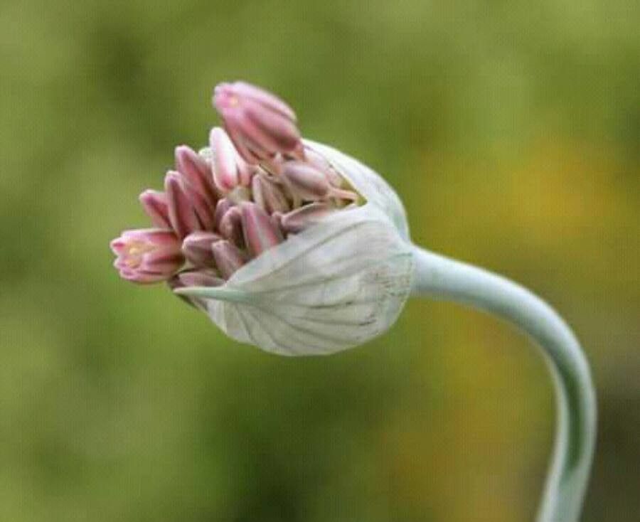 Allium bassitense — houseplant care guide