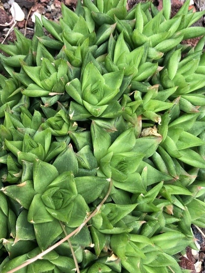 Haworthia marumiana leaf