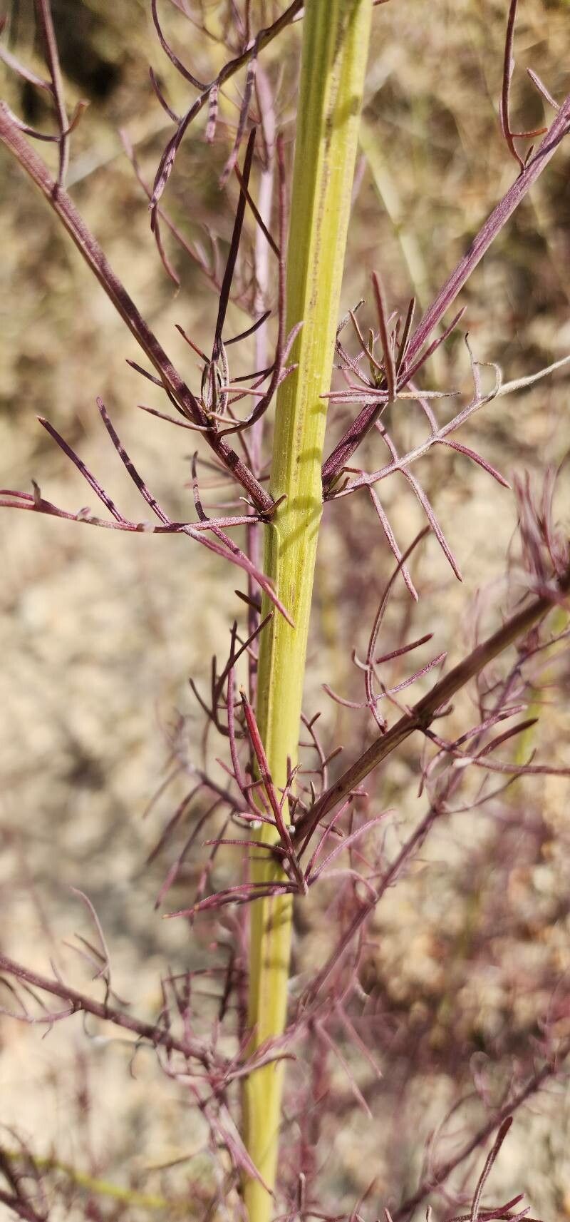 Leptorhabdos parviflora bark
