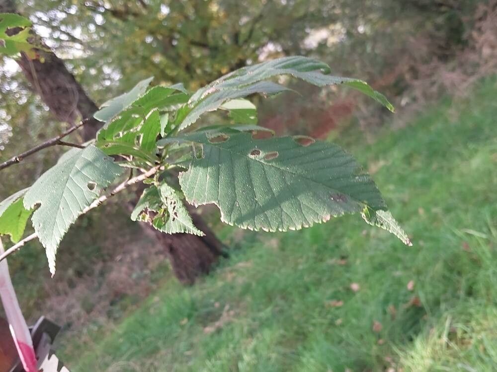 Ulmus chenmoui
