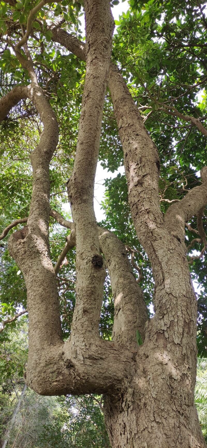 Pittosporum ferrugineum habit