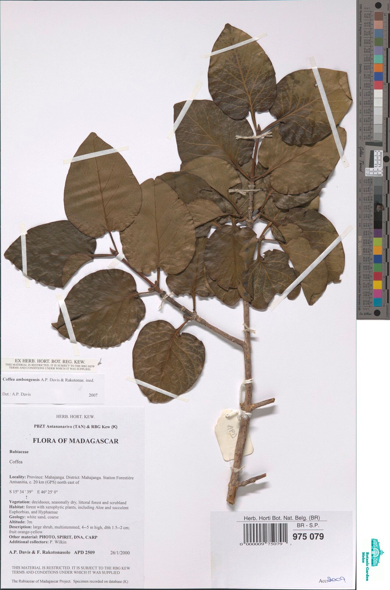 Coffea ambongensis — related species from the same genus