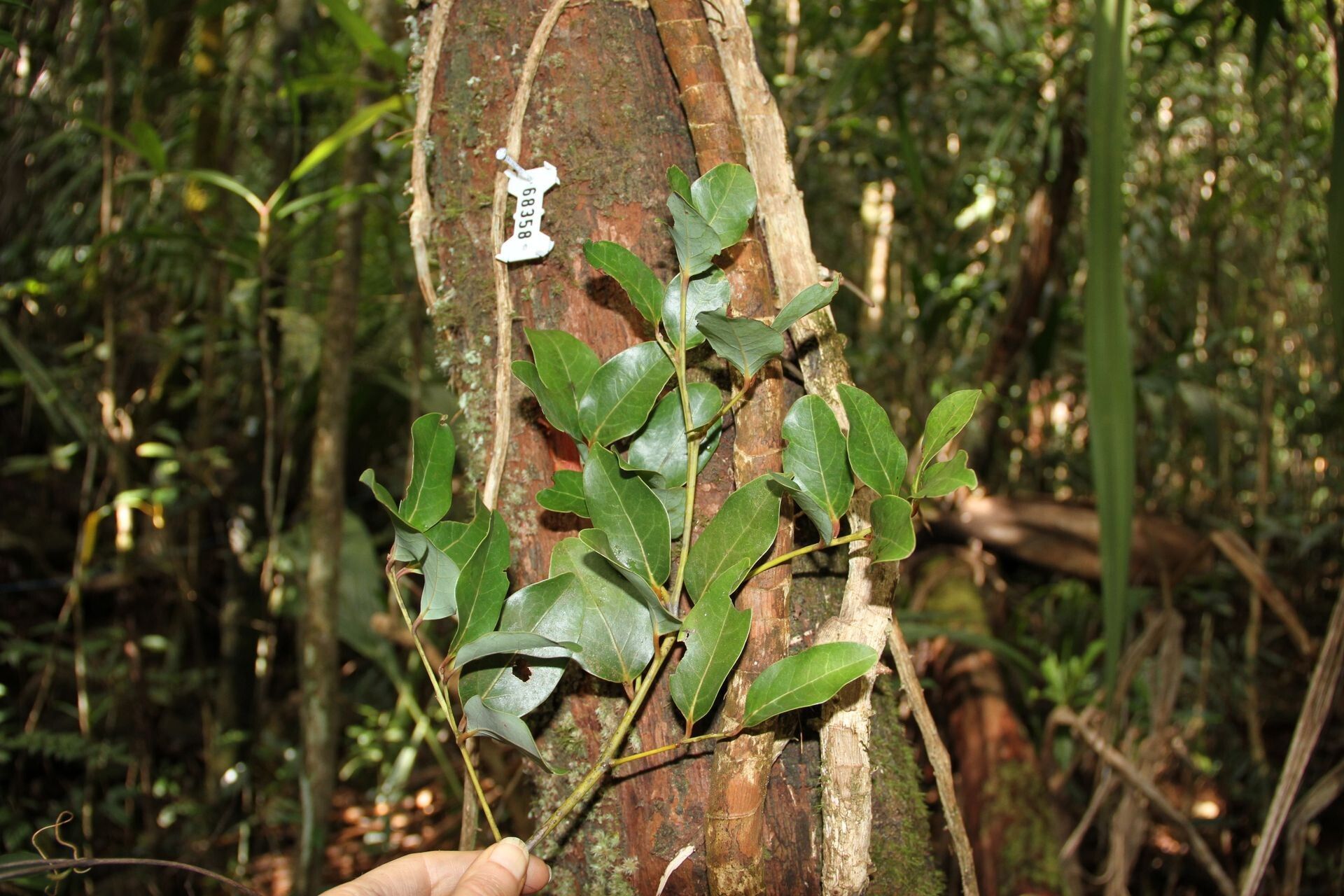 Cryptocarya gracilis bark
