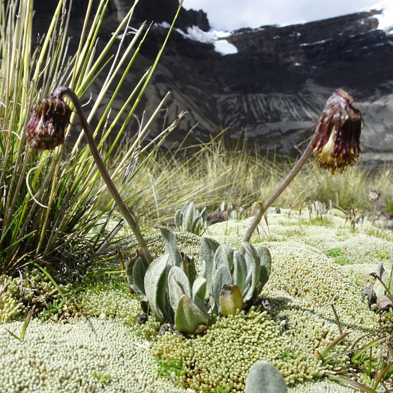 Senecio candollii habit