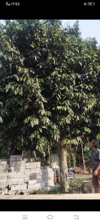 Bouea macrophylla leaf