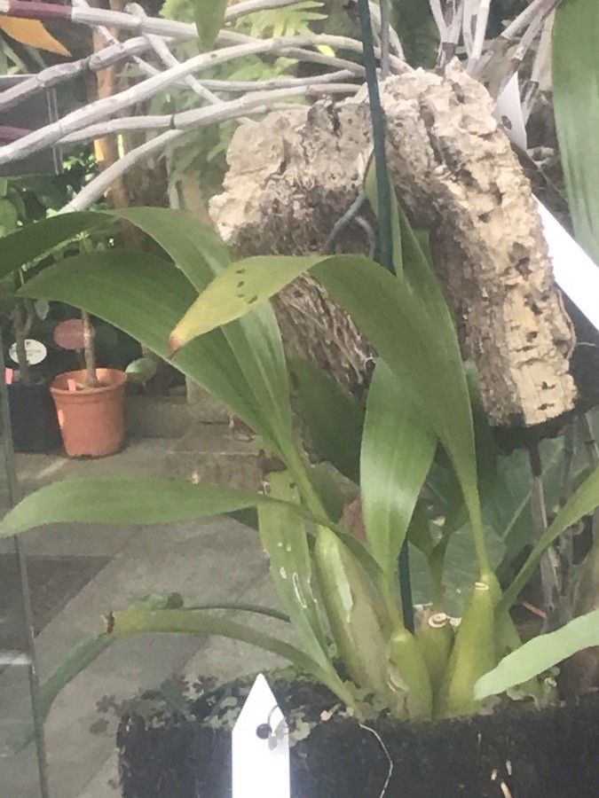 Coelogyne lawrenceana — houseplant care guide