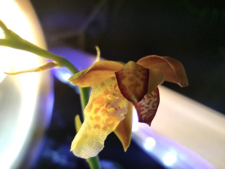 Leochilus carinatus — related species from the same genus