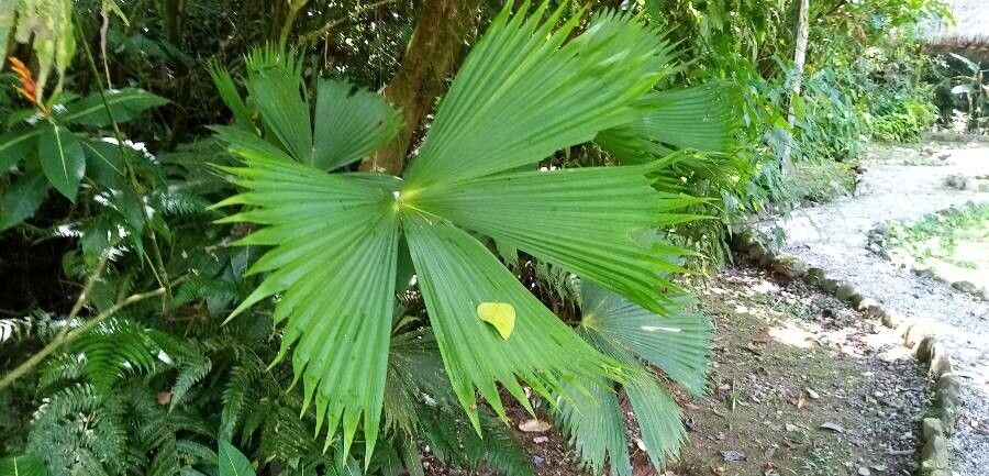 Carludovica drudei — related species from the same genus