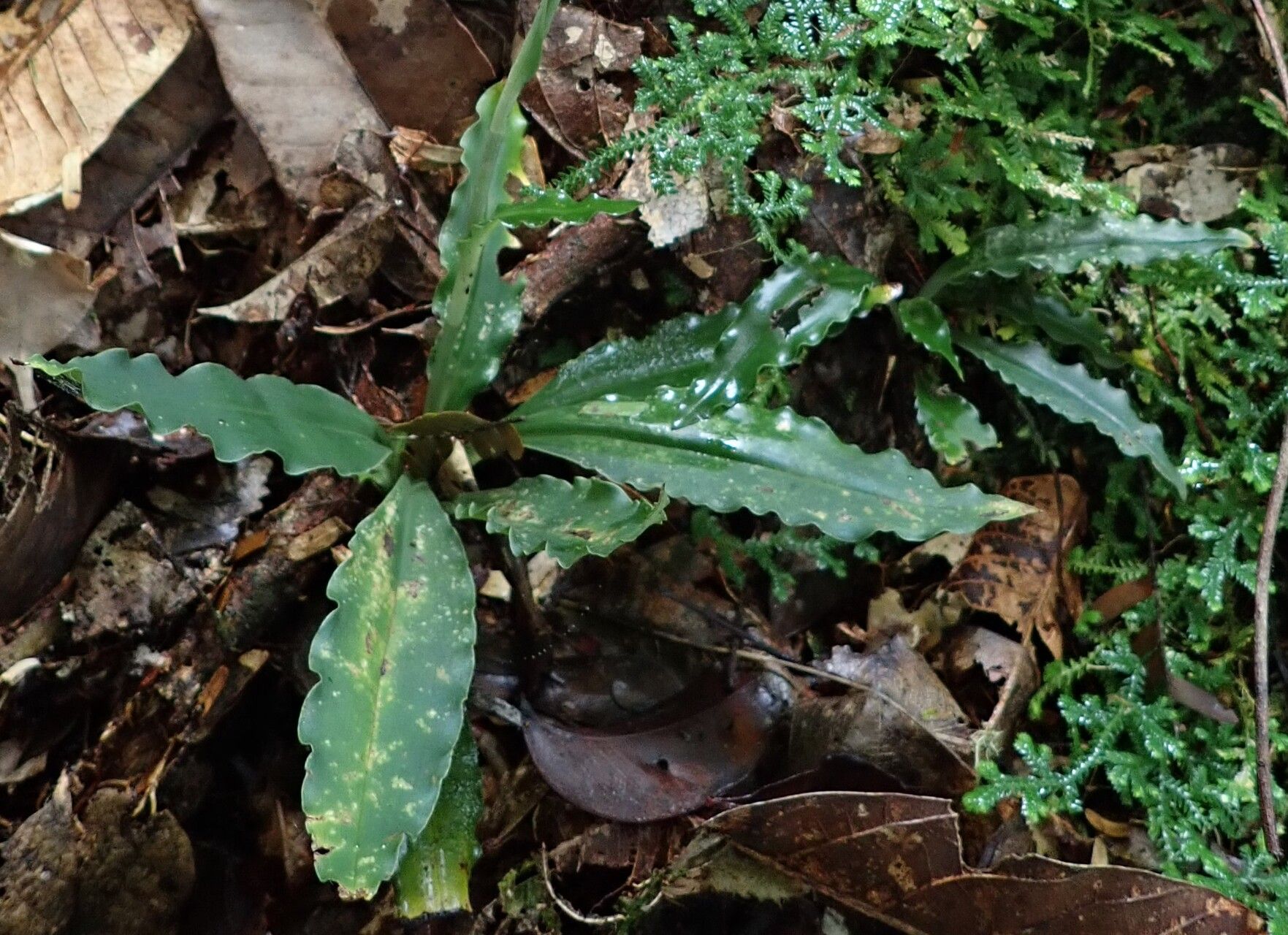 Habenaria macrandra — houseplant care guide