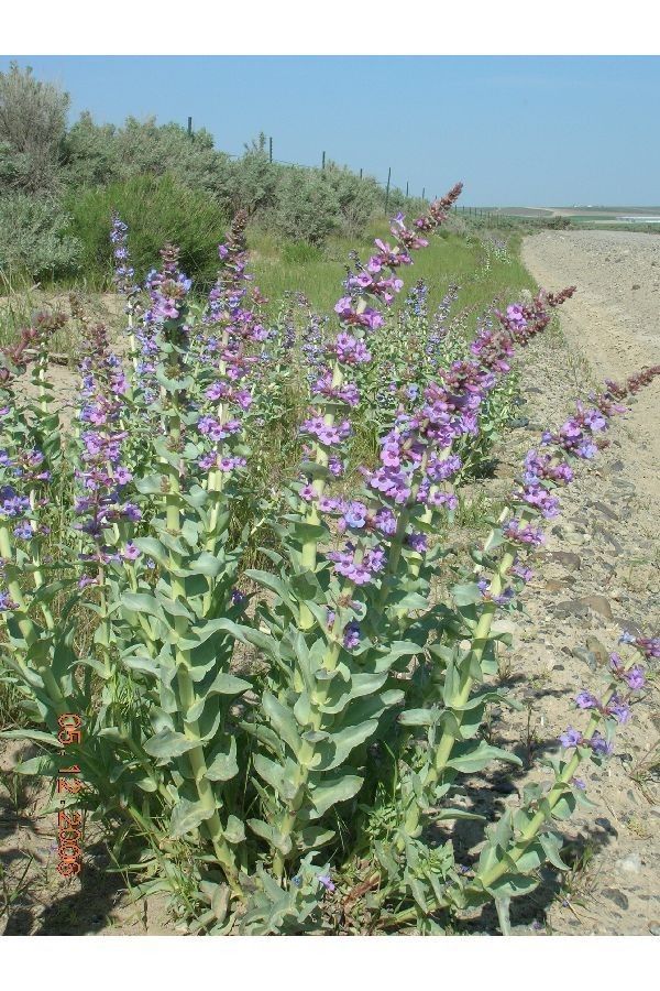 Penstemon acuminatus