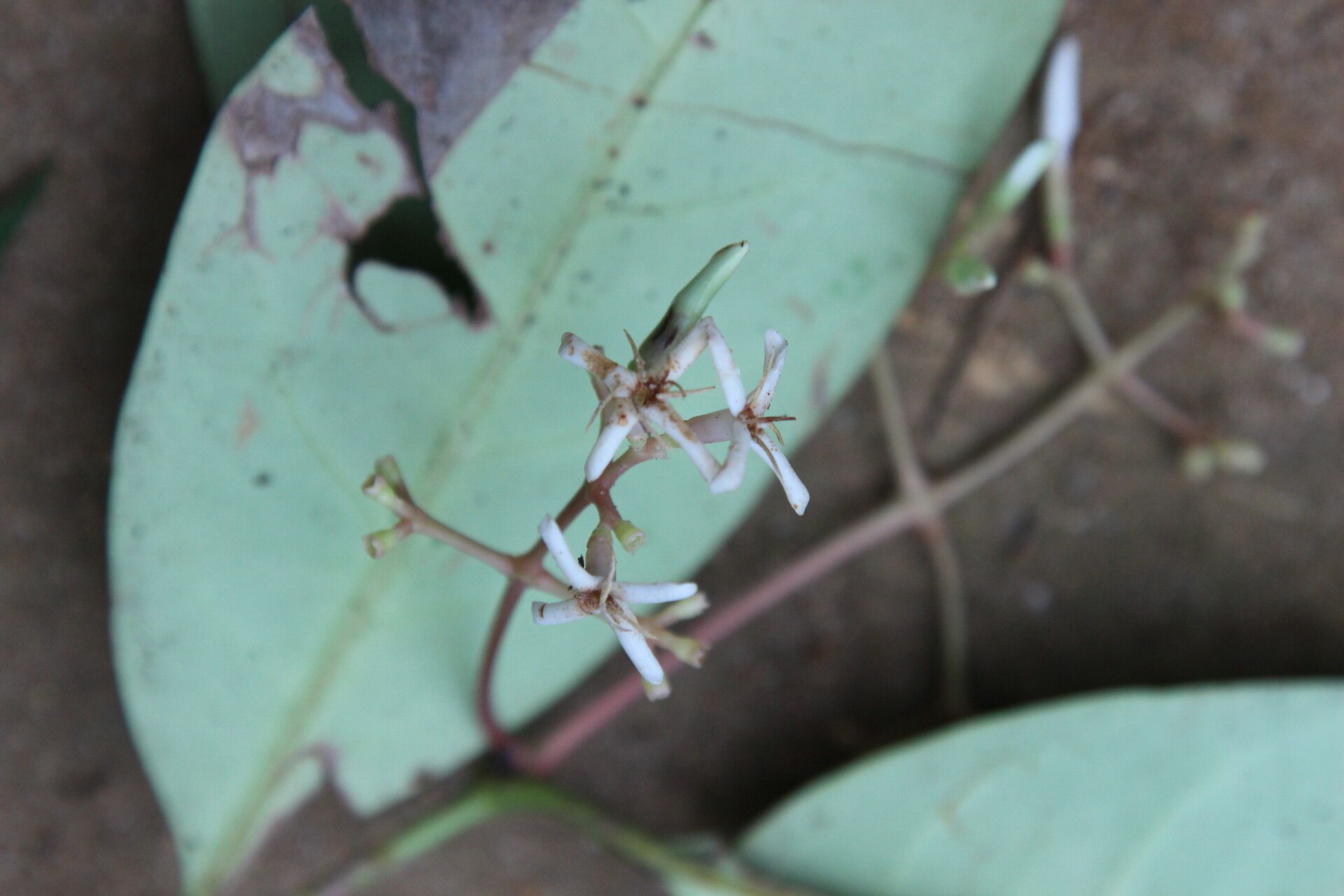 Ixora guineensis flower