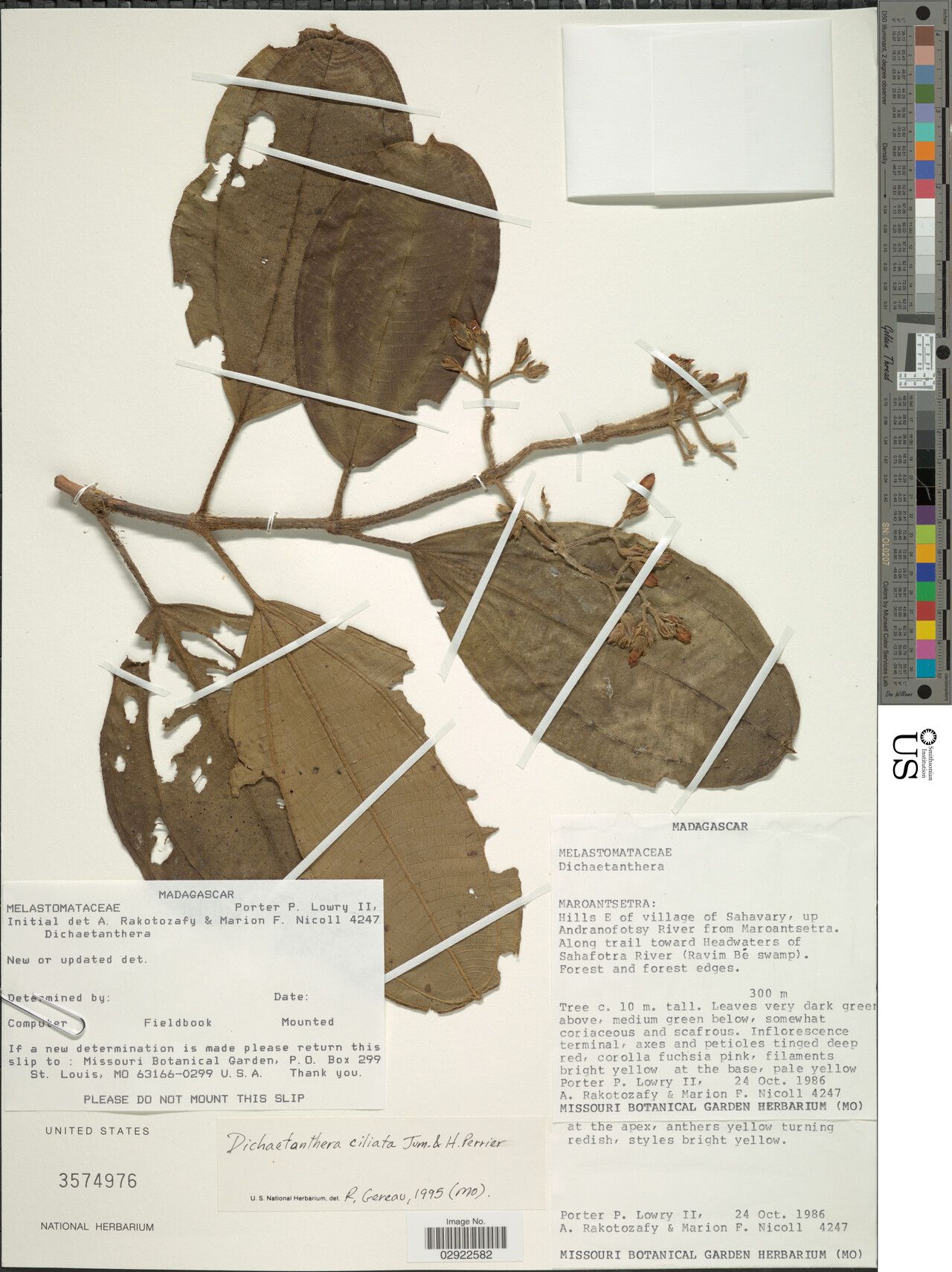 Dichaetanthera ciliata — houseplant care guide