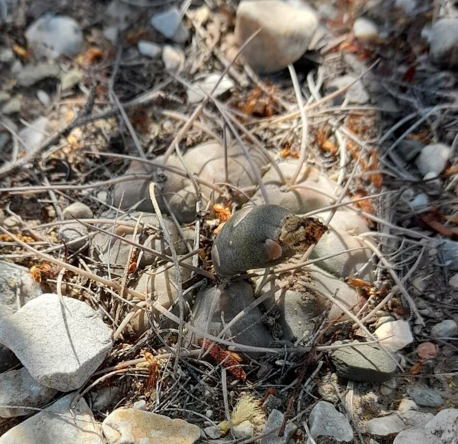 Gymnocalycium mucidum — search result for 'Gymnocalycium'